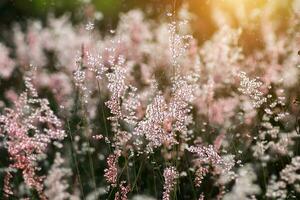 Flower grass with sunlight. photo