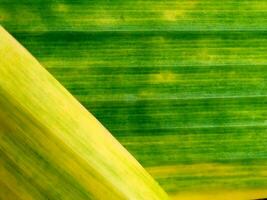 Abstract background of old banana leaf photo