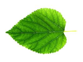 Close up a green leaf on white background. photo