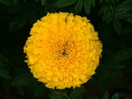 Yellow marigolds flower in the garden. photo