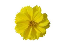 Close up of Yellow cosmos flower photo