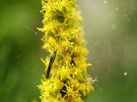 Close up of Solidago canadensis flower. photo