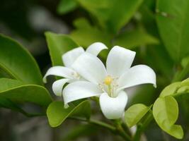 cerca arriba de murraya paniculata flor con verde hoja. foto