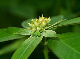 Close up of Painted spurge plant. photo