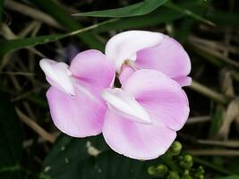 Group pink flower of Canavalia rosea plant. photo