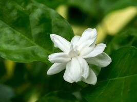 blanco de jazmín flor. foto