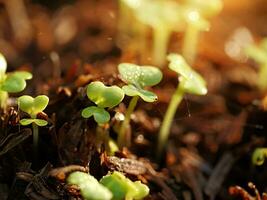 Young seedlings germinate from seed. photo