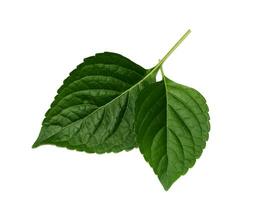 Tree Basil leaf on white background. photo