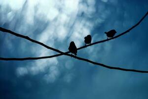 Black silhouette of a bird on a branch photo