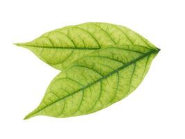 Close up a green leaf on white background. photo