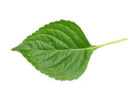 Tree Basil leaf on white background. photo