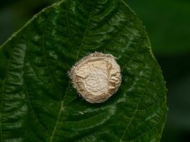 Spider eggs on green leaves photo