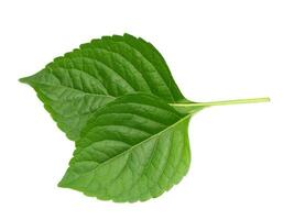 Tree Basil leaf on white background. photo