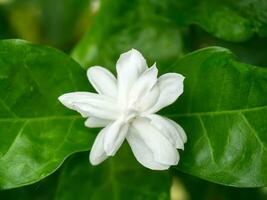 White of jasmine flower. photo