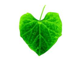 Green ivy leaf photo