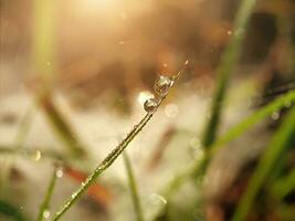 gotas de rocío sobre la hierba foto