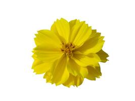 Close up of Yellow cosmos flower photo