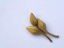 Mimusops elengi flowers on white background. photo