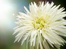Close-up picture of white gerbera photo