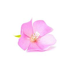 Pink Dombeya flower on white ground. photo