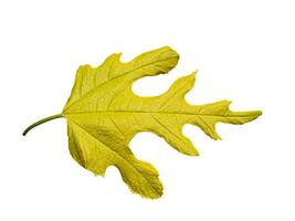 Yellow mulberry leaf photo