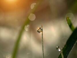 gotas de rocío sobre la hierba foto