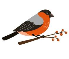 Bullfinch bird on branch with berries. Cute character of a red winter bird in a trendy hand drawn style. Perfect for a print, postcard or label Vector flat illustration.