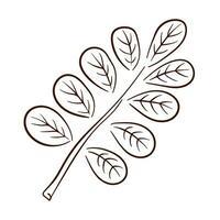 Tropical acacia leaf in line art style. Perfect for design, textile, decoration, greeting card. Hand drawn prints and doodle. Vector illustration isolated on a white background.