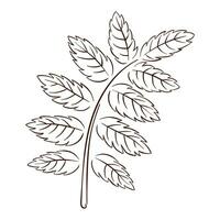 Rowan leaf silhouette in line art style. Hand drawn autumn leaf for logo, icon, print, design. Vector illustration isolated on a white background.