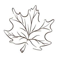 Maple tree leaf in line art style. Thanksgiving day, autumn season, Canada outline symbol. Vector illustration isolated on a white background. Vintage engraved illustration.