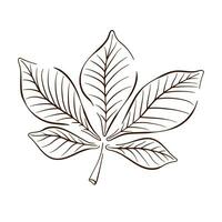 Hand drawn autumn chestnut leaf in line art style. Leaf icon for clothes, bed linen, postcards, icon, sticker, decoration. Vector illustration isolated on a white background.