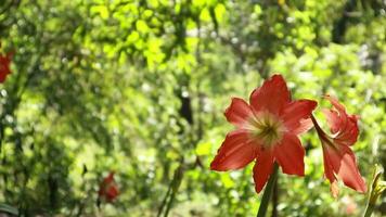 Hippeastrum puniceum in full bloom is very beautiful. Flowers on a Hippeastrum puniceum or Barbados lily growing in a garden video