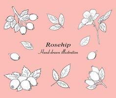 Hand-drawn rosehip berries with leaves vector set. Botanical illustration, black outline isolated on a white background.