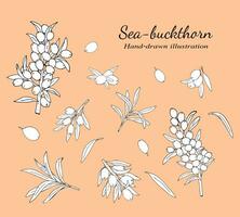 Sea buckthorn branches with berries and leaves. Natural  Sea buckthorn berries, leaves, branches, and twigs vector illustration set on a white background. Botanical hand-drawn sketch