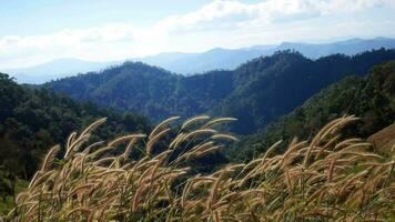 mountains landscape with dry grass moving, grass moving with the wind, Grass stirs swaying on wind in mountains, Tall dry grass moved by gentle breeze at foothills of Carpathia hill video