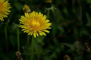 Yellow dandelion flower. Taraxacum officinale. photo