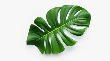 AI generated Monstera Leaf on White Background. Green, Environment, Decoration photo