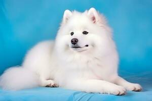 AI generated Cute Samoyed dog on blue color background. Neural network AI generated photo
