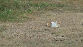 une femelle lumière marron égarer chat mensonges dans le forêt dans le soir attendre pour aliments. une pauvres chat dont propriétaire a été la gauche seul dans une forêt avec lumière marron herbe à cacher de ennemis. video