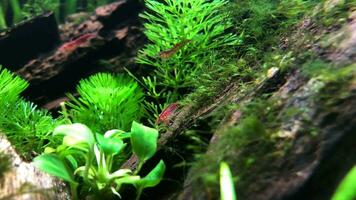 Planted aquarium cleaning service by red cherry shrimps video