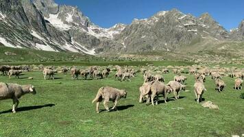 flock av får på de berg vinter- landskap med Himalaya i de bakgrund, Kashmir, Indien. video