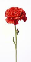 AI generated Red Carnation isolated on white background. AI Generated photo