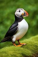 AI generated Puffin bird on a green grass patch. AI Generated photo