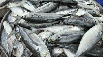 vereist frisch Fisch beim Meeresfrüchte Markt video