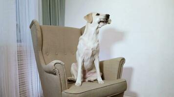 Obedient Labrador Holds Bone with Grace video