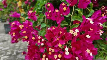 blomning rosa bougainvillea vår skönhet video