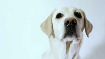 pensativo blanco Labrador, amable compañero video