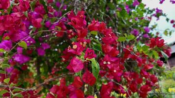 bougainvillea bloeien, zomers bloemen fluisteren video