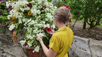 färgrik stöta på, beundrande trädgårdar vibrerande bougainvillea video