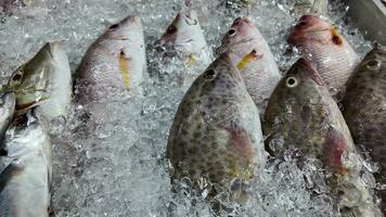 gelo refrigerado fresco peixe às mercado exibição video